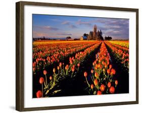 Commercial Tulip Field in the Skagit Valley, Washington, USA-Chuck Haney-Framed Photographic Print