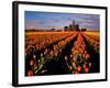 Commercial Tulip Field in the Skagit Valley, Washington, USA-Chuck Haney-Framed Photographic Print