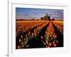 Commercial Tulip Field in the Skagit Valley, Washington, USA-Chuck Haney-Framed Photographic Print