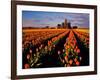 Commercial Tulip Field in the Skagit Valley, Washington, USA-Chuck Haney-Framed Photographic Print