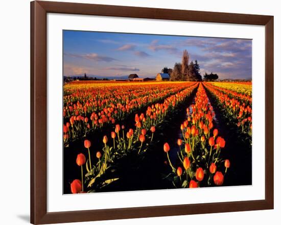 Commercial Tulip Field in the Skagit Valley, Washington, USA-Chuck Haney-Framed Photographic Print