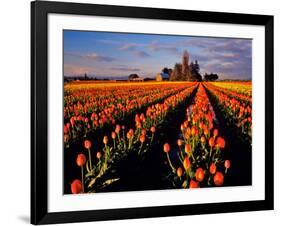 Commercial Tulip Field in the Skagit Valley, Washington, USA-Chuck Haney-Framed Photographic Print