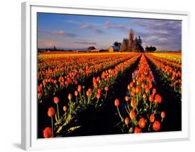 Commercial Tulip Field in the Skagit Valley, Washington, USA-Chuck Haney-Framed Photographic Print