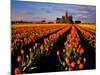 Commercial Tulip Field in the Skagit Valley, Washington, USA-Chuck Haney-Mounted Photographic Print