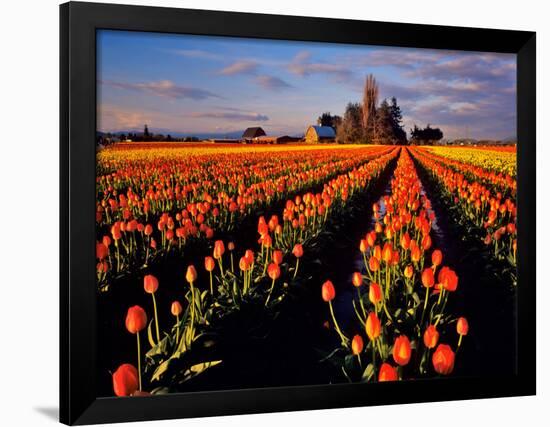 Commercial Tulip Field in the Skagit Valley, Washington, USA-Chuck Haney-Framed Photographic Print