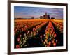 Commercial Tulip Field in the Skagit Valley, Washington, USA-Chuck Haney-Framed Photographic Print