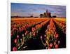 Commercial Tulip Field in the Skagit Valley, Washington, USA-Chuck Haney-Framed Photographic Print