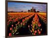 Commercial Tulip Field in the Skagit Valley, Washington, USA-Chuck Haney-Framed Photographic Print