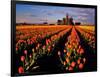 Commercial Tulip Field in the Skagit Valley, Washington, USA-Chuck Haney-Framed Photographic Print