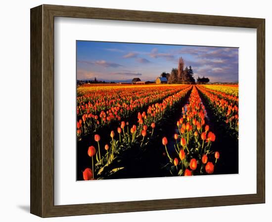 Commercial Tulip Field in the Skagit Valley, Washington, USA-Chuck Haney-Framed Photographic Print