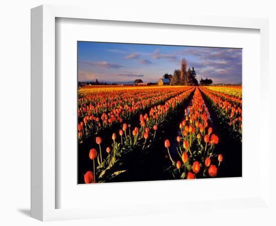 Commercial Tulip Field in the Skagit Valley, Washington, USA-Chuck Haney-Framed Photographic Print