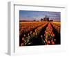 Commercial Tulip Field in the Skagit Valley, Washington, USA-Chuck Haney-Framed Photographic Print