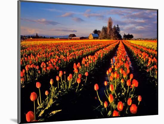 Commercial Tulip Field in the Skagit Valley, Washington, USA-Chuck Haney-Mounted Photographic Print