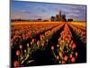 Commercial Tulip Field in the Skagit Valley, Washington, USA-Chuck Haney-Mounted Photographic Print