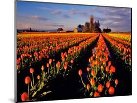 Commercial Tulip Field in the Skagit Valley, Washington, USA-Chuck Haney-Mounted Photographic Print