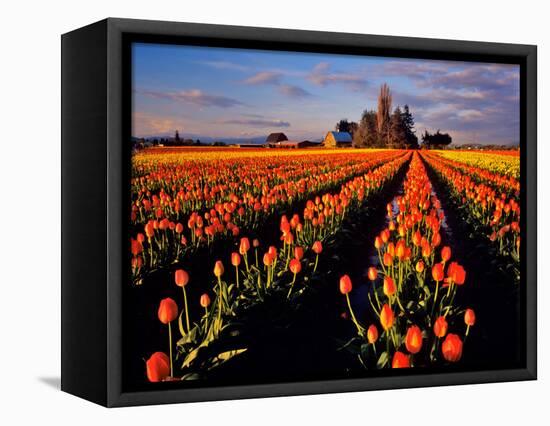 Commercial Tulip Field in the Skagit Valley, Washington, USA-Chuck Haney-Framed Stretched Canvas