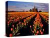 Commercial Tulip Field in the Skagit Valley, Washington, USA-Chuck Haney-Stretched Canvas