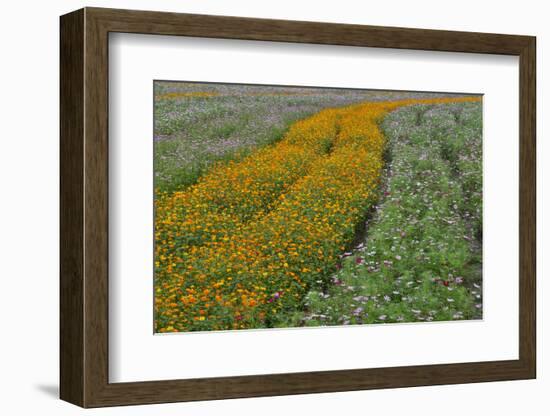 Commercially Grown Cosmos Flowers in Beautiful Patterned Rows-Darrell Gulin-Framed Photographic Print