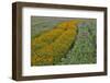 Commercially Grown Cosmos Flowers in Beautiful Patterned Rows-Darrell Gulin-Framed Photographic Print