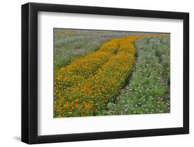 Commercially Grown Cosmos Flowers in Beautiful Patterned Rows-Darrell Gulin-Framed Photographic Print