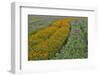 Commercially Grown Cosmos Flowers in Beautiful Patterned Rows-Darrell Gulin-Framed Photographic Print