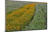 Commercially Grown Cosmos Flowers in Beautiful Patterned Rows-Darrell Gulin-Mounted Photographic Print