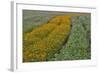 Commercially Grown Cosmos Flowers in Beautiful Patterned Rows-Darrell Gulin-Framed Photographic Print