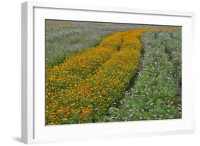 Commercially Grown Cosmos Flowers in Beautiful Patterned Rows-Darrell Gulin-Framed Photographic Print