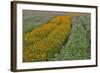 Commercially Grown Cosmos Flowers in Beautiful Patterned Rows-Darrell Gulin-Framed Photographic Print