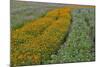 Commercially Grown Cosmos Flowers in Beautiful Patterned Rows-Darrell Gulin-Mounted Photographic Print