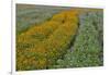 Commercially Grown Cosmos Flowers in Beautiful Patterned Rows-Darrell Gulin-Framed Premium Photographic Print