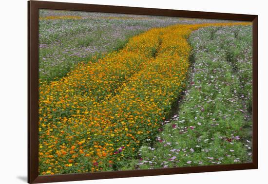 Commercially Grown Cosmos Flowers in Beautiful Patterned Rows-Darrell Gulin-Framed Premium Photographic Print