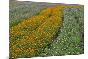 Commercially Grown Cosmos Flowers in Beautiful Patterned Rows-Darrell Gulin-Mounted Premium Photographic Print