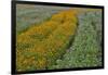 Commercially Grown Cosmos Flowers in Beautiful Patterned Rows-Darrell Gulin-Framed Premium Photographic Print