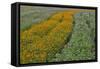 Commercially Grown Cosmos Flowers in Beautiful Patterned Rows-Darrell Gulin-Framed Stretched Canvas