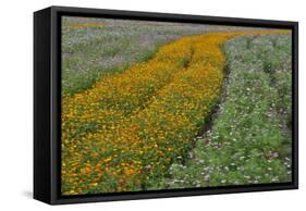 Commercially Grown Cosmos Flowers in Beautiful Patterned Rows-Darrell Gulin-Framed Stretched Canvas