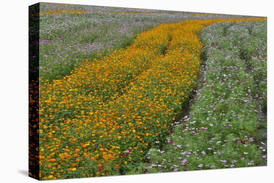 Commercially Grown Cosmos Flowers in Beautiful Patterned Rows-Darrell Gulin-Stretched Canvas
