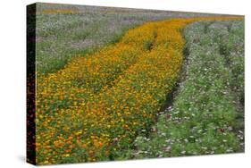 Commercially Grown Cosmos Flowers in Beautiful Patterned Rows-Darrell Gulin-Stretched Canvas