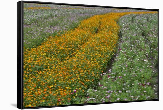 Commercially Grown Cosmos Flowers in Beautiful Patterned Rows-Darrell Gulin-Framed Stretched Canvas