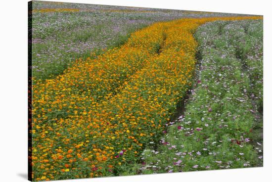 Commercially Grown Cosmos Flowers in Beautiful Patterned Rows-Darrell Gulin-Stretched Canvas