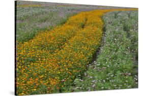 Commercially Grown Cosmos Flowers in Beautiful Patterned Rows-Darrell Gulin-Stretched Canvas