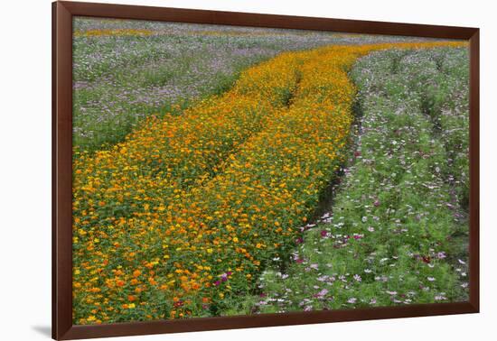 Commercially Grown Cosmos Flowers in Beautiful Patterned Rows-Darrell Gulin-Framed Photographic Print