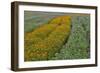 Commercially Grown Cosmos Flowers in Beautiful Patterned Rows-Darrell Gulin-Framed Photographic Print