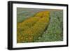 Commercially Grown Cosmos Flowers in Beautiful Patterned Rows-Darrell Gulin-Framed Photographic Print