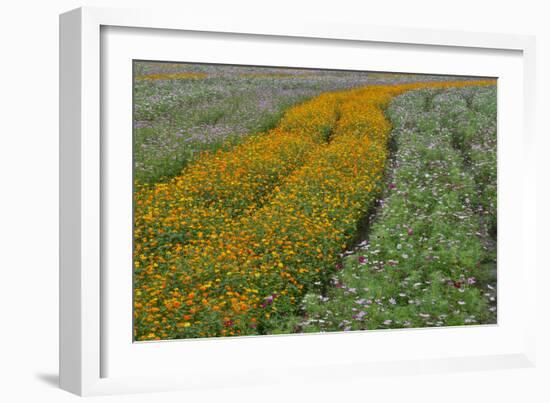 Commercially Grown Cosmos Flowers in Beautiful Patterned Rows-Darrell Gulin-Framed Photographic Print