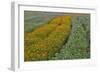 Commercially Grown Cosmos Flowers in Beautiful Patterned Rows-Darrell Gulin-Framed Photographic Print