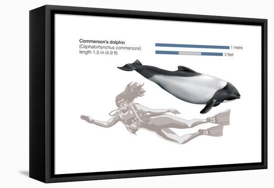 Commerson's Dolphin (Cephalorhynchus Commersonii), Mammals-Encyclopaedia Britannica-Framed Stretched Canvas