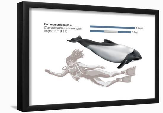 Commerson's Dolphin (Cephalorhynchus Commersonii), Mammals-Encyclopaedia Britannica-Framed Poster