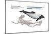 Commerson's Dolphin (Cephalorhynchus Commersonii), Mammals-Encyclopaedia Britannica-Mounted Poster