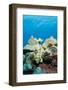 Commerson's Frogfish-Michele Westmorland-Framed Photographic Print